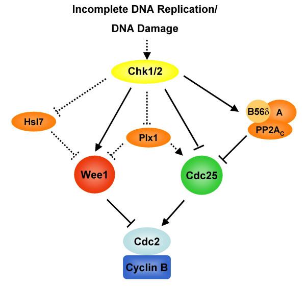 https://cdn.ncbi.nlm.nih.gov/pmc/blobs/5ba0/1868713/4bd2ca2ec5c6/1747-1028-2-12-2.jpg