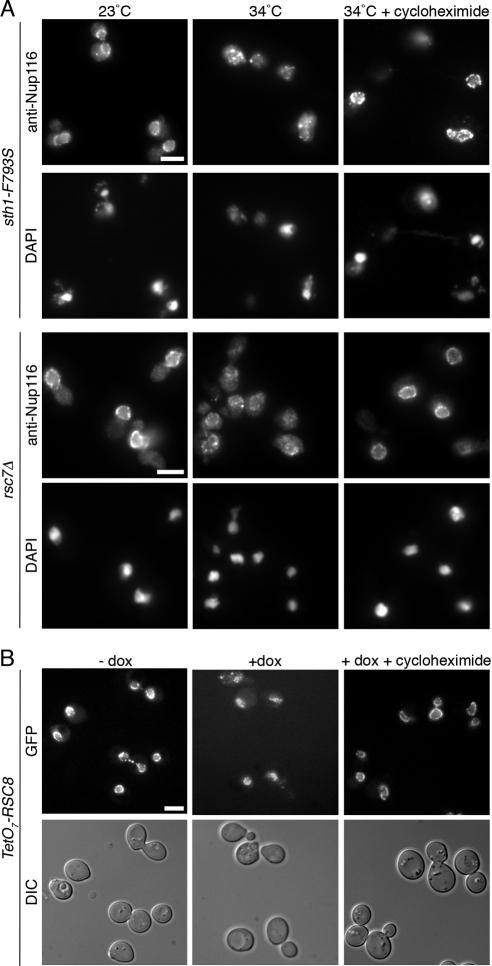 https://cdn.ncbi.nlm.nih.gov/pmc/blobs/5ba6/2836959/5e8768e89545/zmk0061093940005.jpg