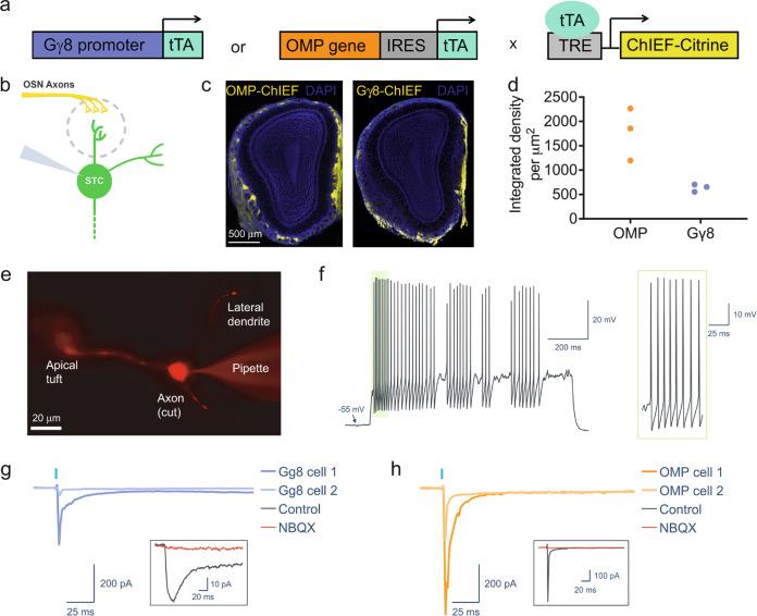 https://cdn.ncbi.nlm.nih.gov/pmc/blobs/5ba8/9582225/0fcac8376af6/41467_2022_33967_Fig7_HTML.jpg