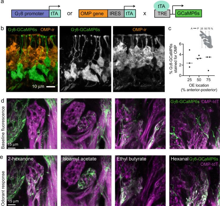 https://cdn.ncbi.nlm.nih.gov/pmc/blobs/5ba8/9582225/1f3ea91a162f/41467_2022_33967_Fig1_HTML.jpg