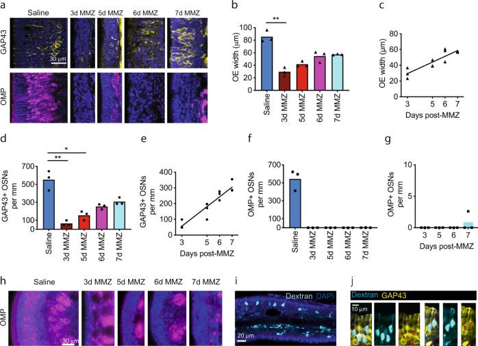 https://cdn.ncbi.nlm.nih.gov/pmc/blobs/5ba8/9582225/390eb553eb11/41467_2022_33967_Fig9_HTML.jpg
