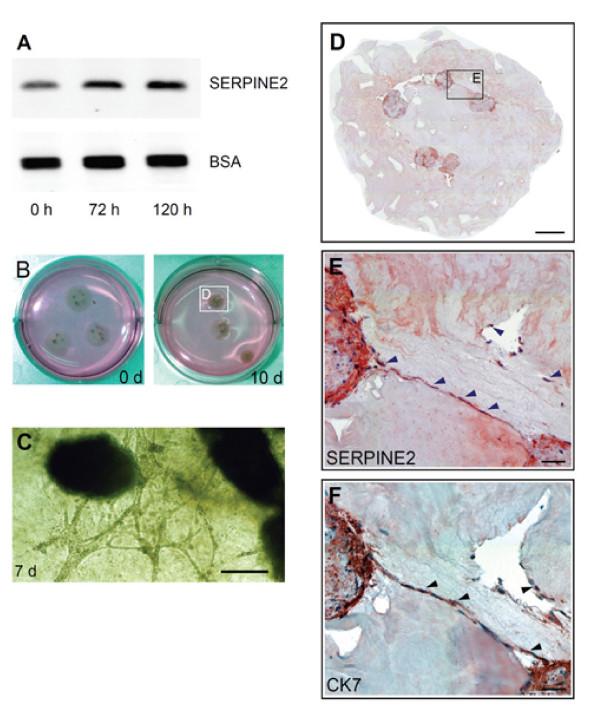 https://cdn.ncbi.nlm.nih.gov/pmc/blobs/5bab/3161939/6681554abdc9/1477-7827-9-106-2.jpg