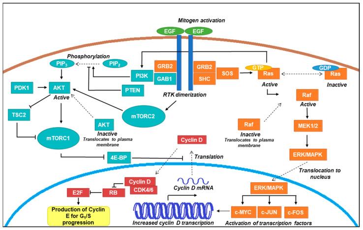 https://cdn.ncbi.nlm.nih.gov/pmc/blobs/5bab/8836072/7a1ac8a4164c/ijms-23-01562-g001.jpg