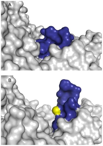 https://cdn.ncbi.nlm.nih.gov/pmc/blobs/5bac/3266270/08631fae963a/pone.0030581.g006.jpg