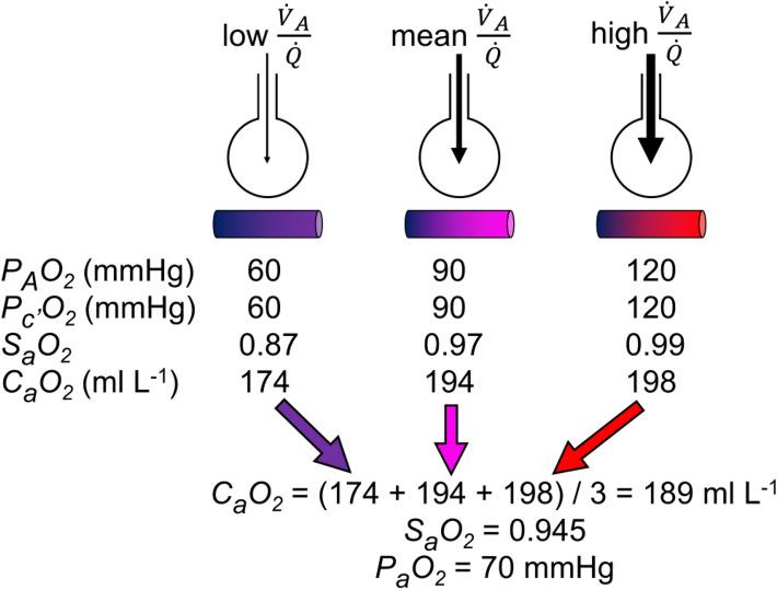 https://cdn.ncbi.nlm.nih.gov/pmc/blobs/5bac/9132876/758656a6ce22/421_2022_4901_Fig7_HTML.jpg