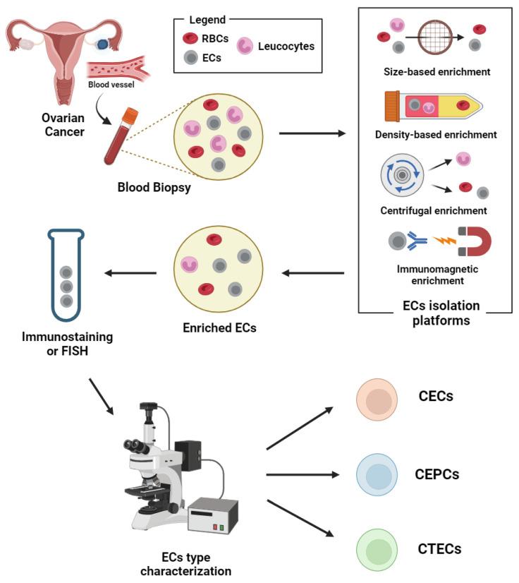 https://cdn.ncbi.nlm.nih.gov/pmc/blobs/5bae/11172689/bc031099be2f/ijms-25-06283-g002.jpg