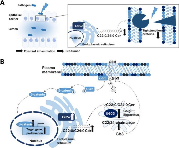 https://cdn.ncbi.nlm.nih.gov/pmc/blobs/5bae/11582153/38250c4534a6/424_2024_2960_Fig4_HTML.jpg