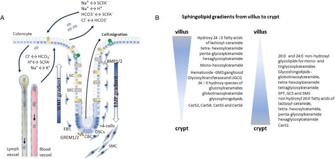 https://cdn.ncbi.nlm.nih.gov/pmc/blobs/5bae/11582153/3d62d78936ec/424_2024_2960_Fig2_HTML.jpg