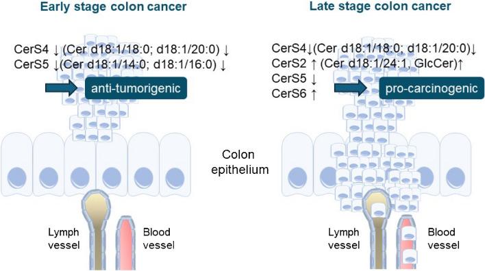 https://cdn.ncbi.nlm.nih.gov/pmc/blobs/5bae/11582153/b9800aed4a4c/424_2024_2960_Fig5_HTML.jpg