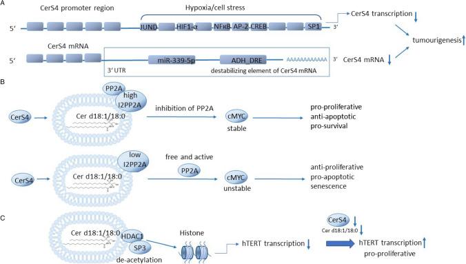 https://cdn.ncbi.nlm.nih.gov/pmc/blobs/5bae/11582153/f456ba2d6d5a/424_2024_2960_Fig3_HTML.jpg