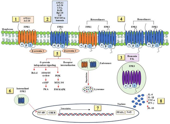https://cdn.ncbi.nlm.nih.gov/pmc/blobs/5bae/11913705/11a745f82fc2/fimmu-16-1568629-g002.jpg