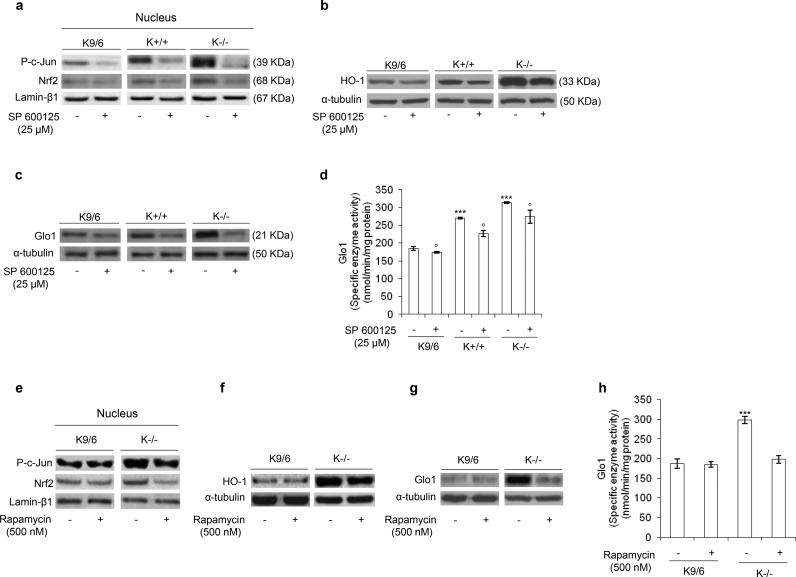 https://cdn.ncbi.nlm.nih.gov/pmc/blobs/5bbc/5806631/7ee3fa97799e/gr5.jpg