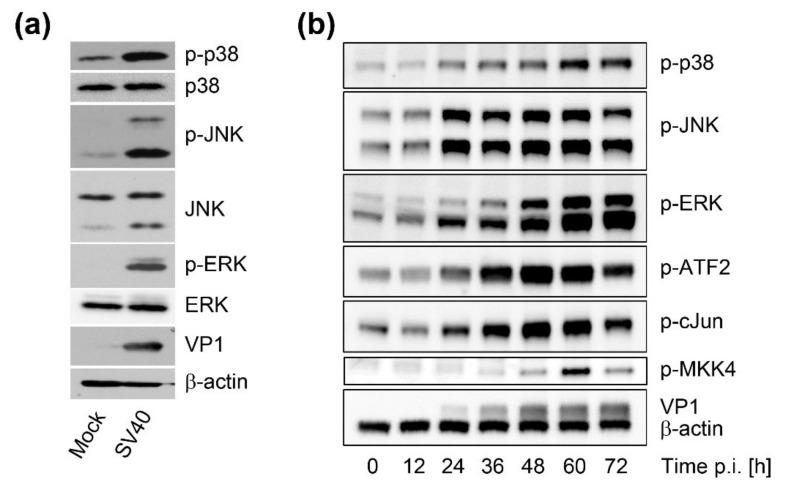 https://cdn.ncbi.nlm.nih.gov/pmc/blobs/5bbc/7650553/299700529449/viruses-12-01128-g005.jpg