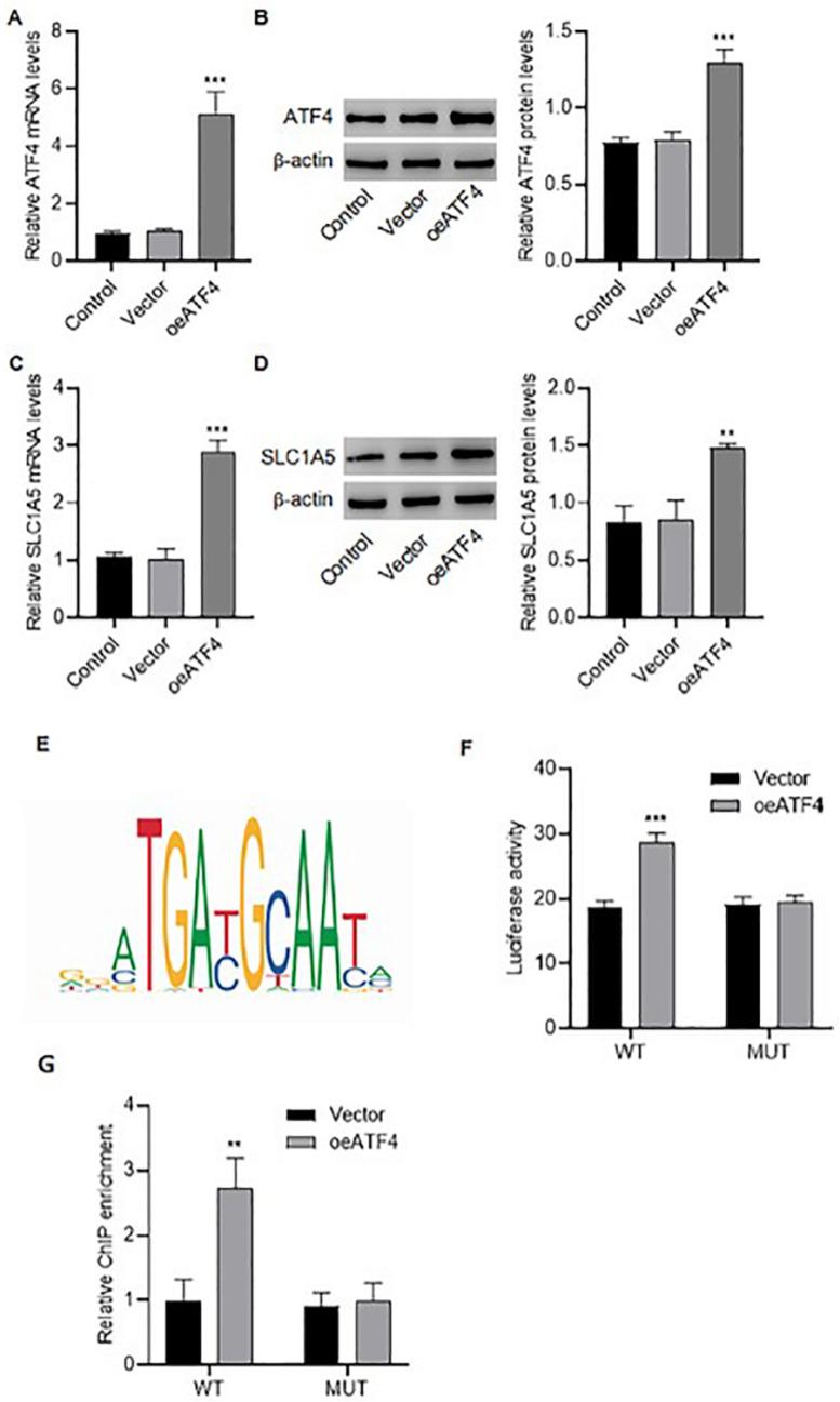 https://cdn.ncbi.nlm.nih.gov/pmc/blobs/5bbd/12383793/722a57365a59/ABBS-2024-401-t4.jpg
