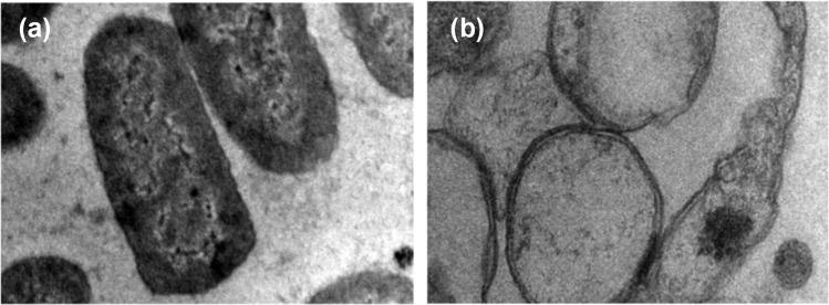 https://cdn.ncbi.nlm.nih.gov/pmc/blobs/5bbf/11220610/03b70cae0a4b/d4ra02452d-f12.jpg