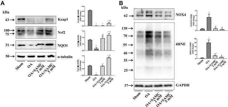 https://cdn.ncbi.nlm.nih.gov/pmc/blobs/5bc2/7604485/9ac1ff69eec9/DDDT-14-4533-g0005.jpg