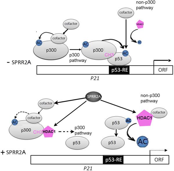 https://cdn.ncbi.nlm.nih.gov/pmc/blobs/5bc4/3495018/f19f0fa91cae/1471-2199-13-20-4.jpg