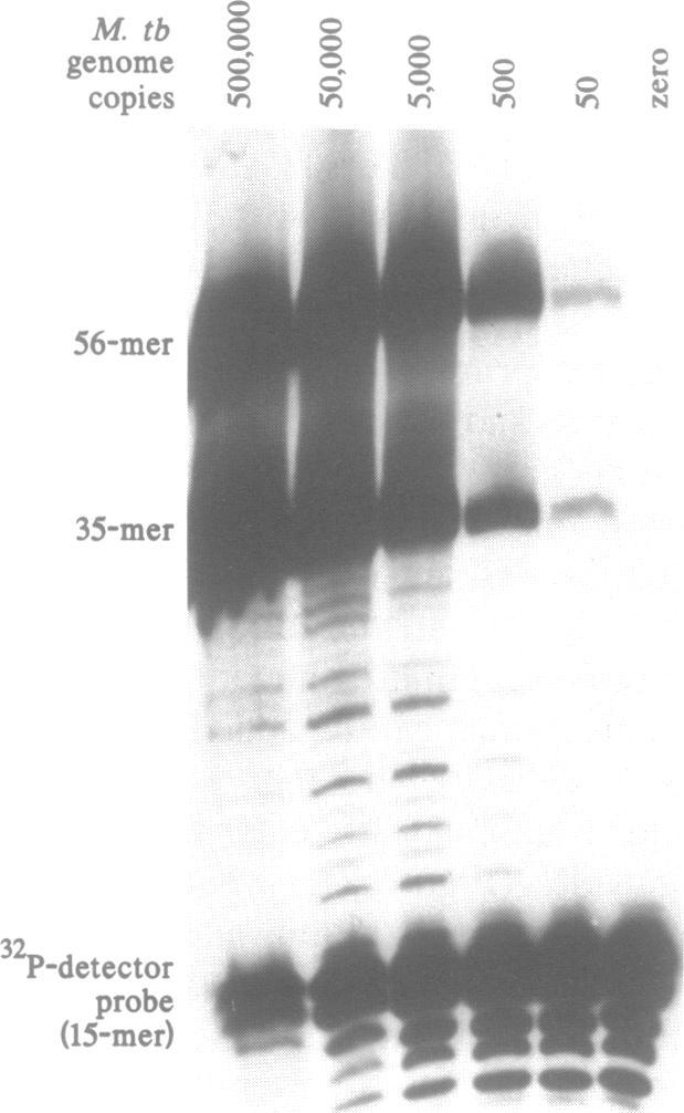 https://cdn.ncbi.nlm.nih.gov/pmc/blobs/5bc8/312258/39ad37a8427b/nar00081-0245-b.jpg