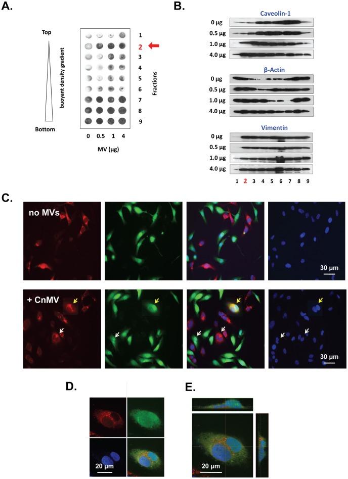 https://cdn.ncbi.nlm.nih.gov/pmc/blobs/5bcb/3492498/6f71df0f172b/pone.0048570.g004.jpg