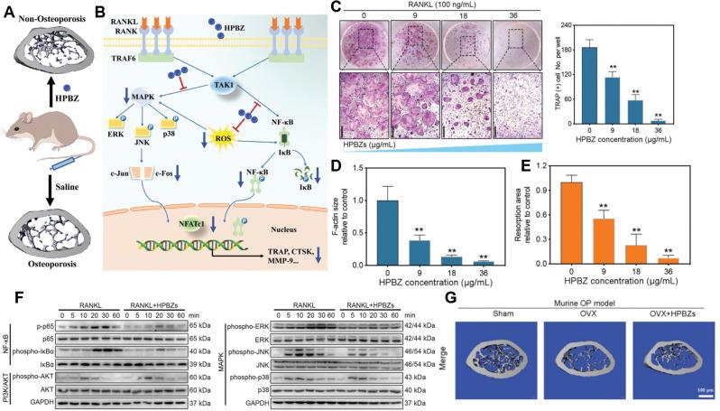 https://cdn.ncbi.nlm.nih.gov/pmc/blobs/5bcf/11406882/7ddf3099dddf/12951_2024_2844_Fig2_HTML.jpg