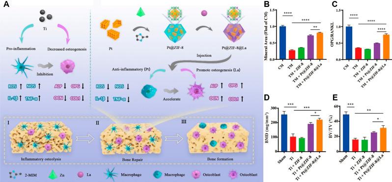 https://cdn.ncbi.nlm.nih.gov/pmc/blobs/5bcf/11406882/a635b46653d3/12951_2024_2844_Fig4_HTML.jpg
