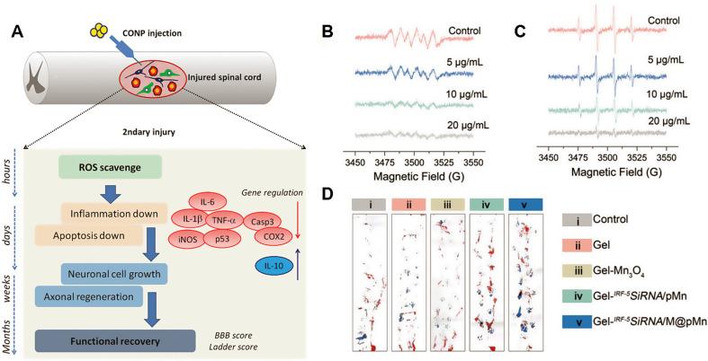 https://cdn.ncbi.nlm.nih.gov/pmc/blobs/5bcf/11406882/f3b9a7c10761/12951_2024_2844_Fig5_HTML.jpg