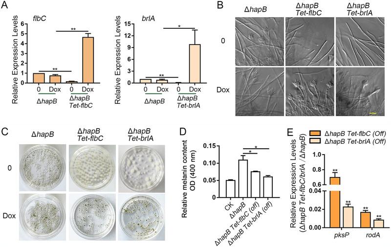 https://cdn.ncbi.nlm.nih.gov/pmc/blobs/5bd1/8593669/1eb885abd563/mbio.03007-21-f004.jpg