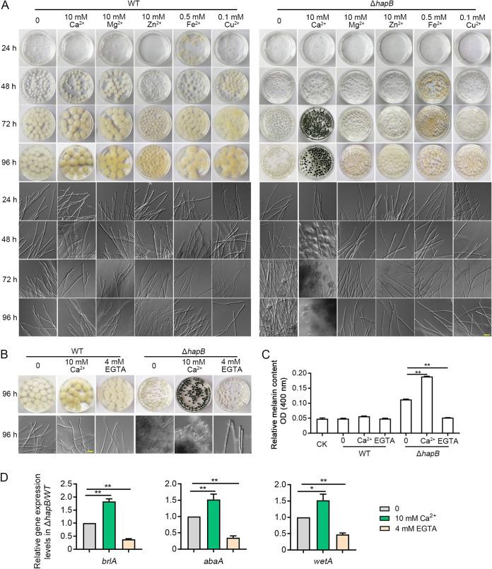 https://cdn.ncbi.nlm.nih.gov/pmc/blobs/5bd1/8593669/b03ea47cced8/mbio.03007-21-f005.jpg