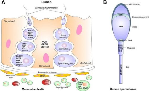 https://cdn.ncbi.nlm.nih.gov/pmc/blobs/5bd2/5421336/a056e54a39b9/12610_2017_53_Fig1_HTML.jpg