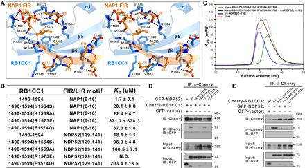 https://cdn.ncbi.nlm.nih.gov/pmc/blobs/5bd2/8363153/05b8c7fe80b8/abi6582-F5.jpg