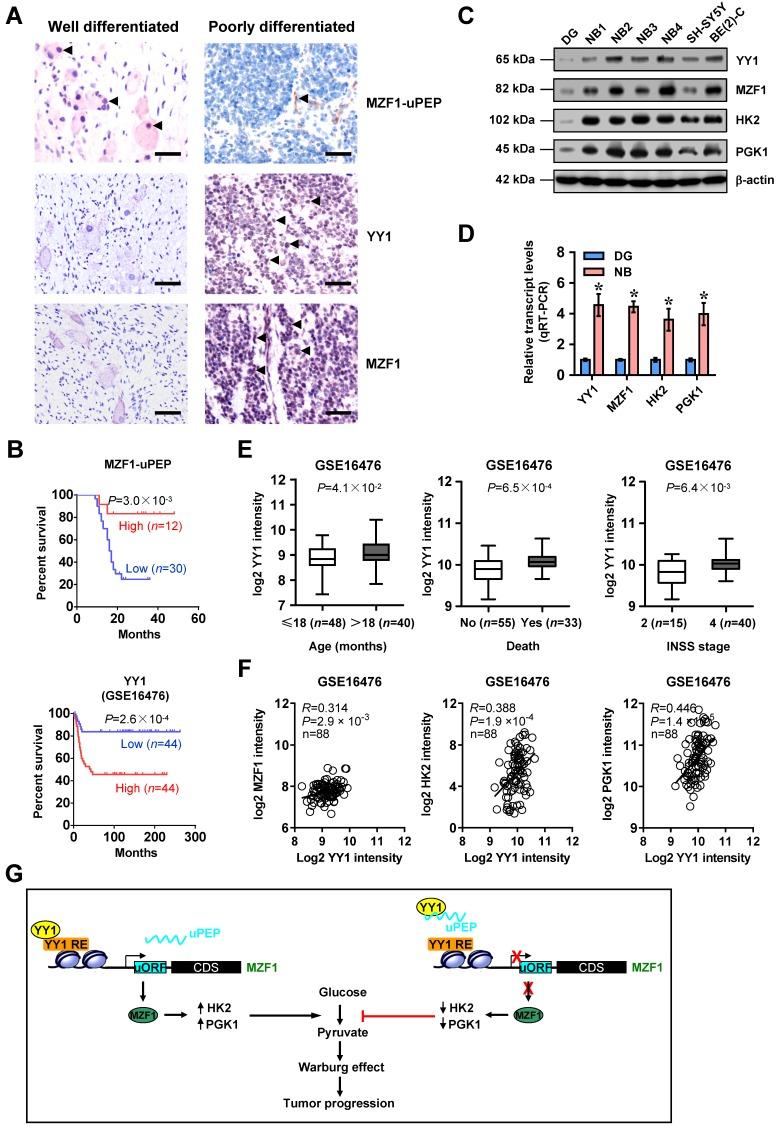 https://cdn.ncbi.nlm.nih.gov/pmc/blobs/5bd3/6993229/35b0d13b9daf/thnov10p1555g006.jpg