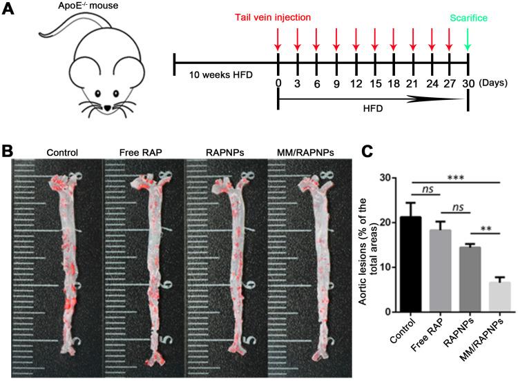 https://cdn.ncbi.nlm.nih.gov/pmc/blobs/5bd3/7681077/1e9e6a4a4e6c/thnov11p0164g006.jpg