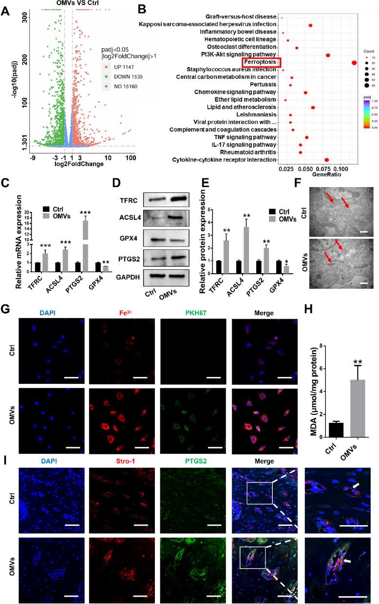 https://cdn.ncbi.nlm.nih.gov/pmc/blobs/5bd4/12084903/f91d02e7ac85/12951_2025_3457_Fig5_HTML.jpg