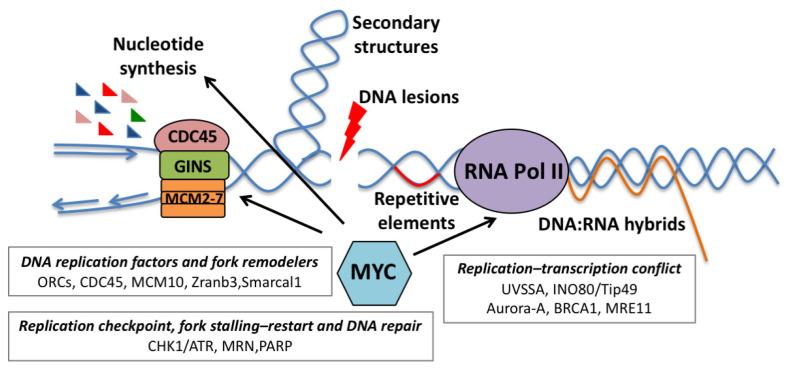 https://cdn.ncbi.nlm.nih.gov/pmc/blobs/5bd4/8227504/0fd4d0ed5bda/ijms-22-06168-g002.jpg