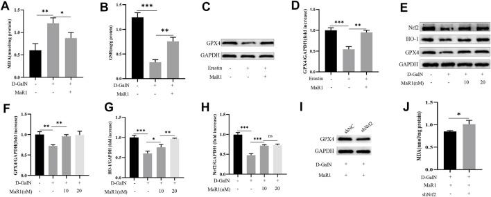 https://cdn.ncbi.nlm.nih.gov/pmc/blobs/5bd7/9013935/5c83c7ba8a79/fphar-13-865689-g006.jpg