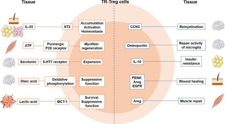 https://cdn.ncbi.nlm.nih.gov/pmc/blobs/5bdb/8963273/d6ffdc60a7c2/fimmu-13-865593-g001.jpg