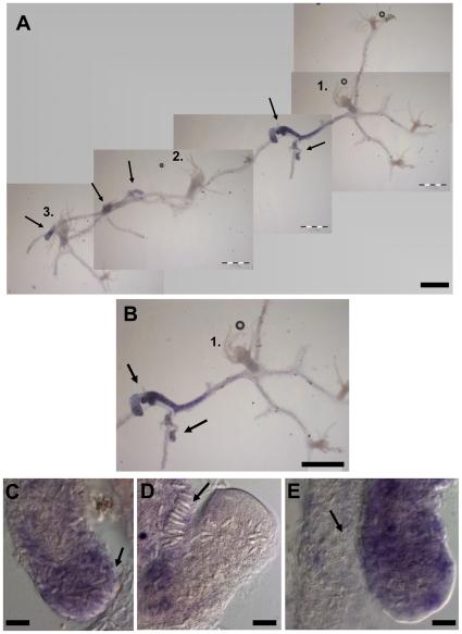 https://cdn.ncbi.nlm.nih.gov/pmc/blobs/5bde/3084292/87e0d0d7ebc8/pone.0019443.g004.jpg