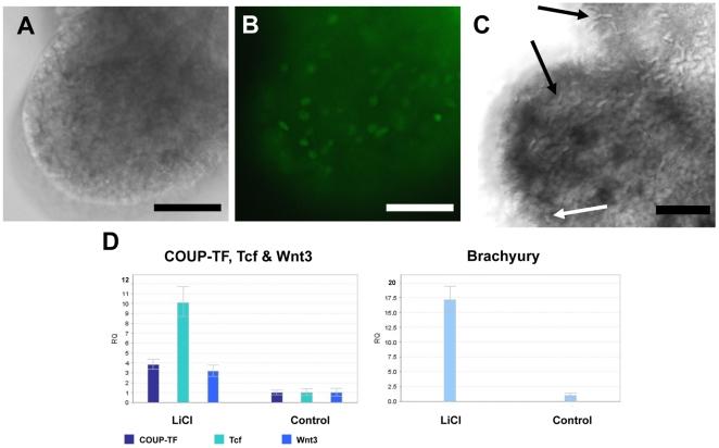 https://cdn.ncbi.nlm.nih.gov/pmc/blobs/5bde/3084292/d67242c2571a/pone.0019443.g006.jpg