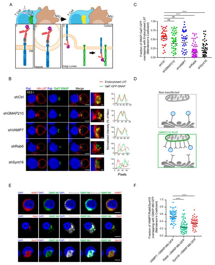 https://cdn.ncbi.nlm.nih.gov/pmc/blobs/5be0/7916135/97bc502af4df/cells-10-00359-g004.jpg