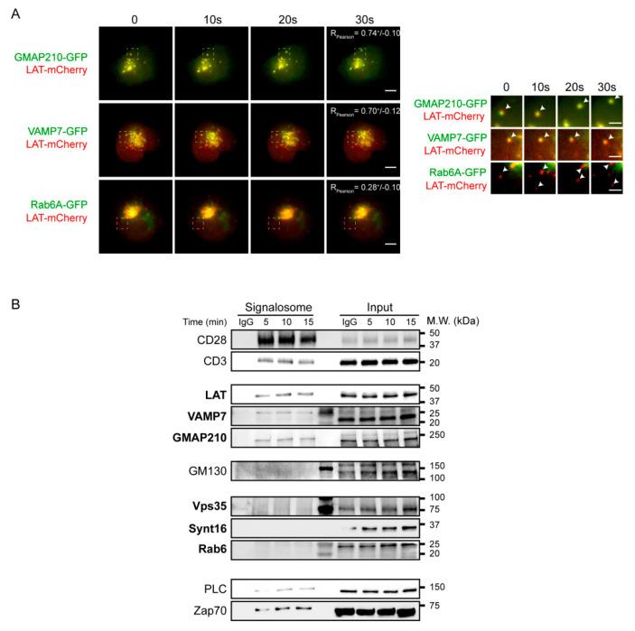 https://cdn.ncbi.nlm.nih.gov/pmc/blobs/5be0/7916135/9c3a6f3db9ce/cells-10-00359-g003.jpg