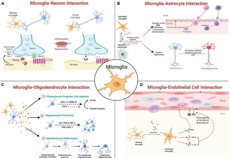 https://cdn.ncbi.nlm.nih.gov/pmc/blobs/5be1/9870594/1d23d452cd6f/fnmol-15-1072046-g001.jpg