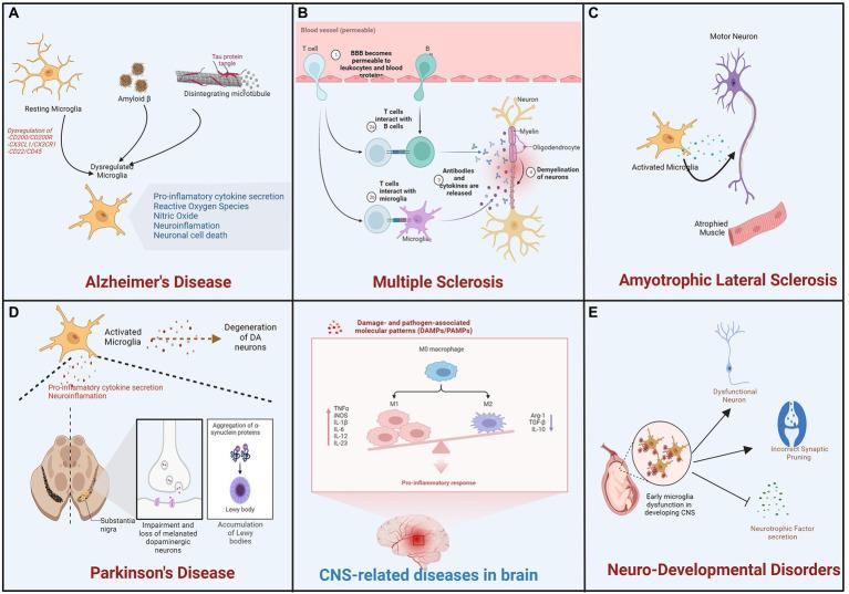 https://cdn.ncbi.nlm.nih.gov/pmc/blobs/5be1/9870594/b0fe965a90c3/fnmol-15-1072046-g003.jpg