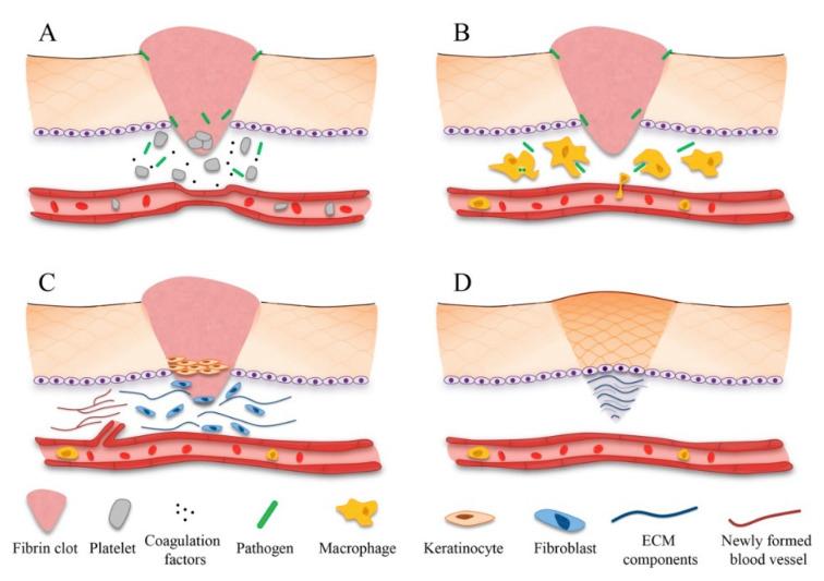 https://cdn.ncbi.nlm.nih.gov/pmc/blobs/5be2/7463474/54115844e9b6/pharmaceuticals-13-00167-g004.jpg