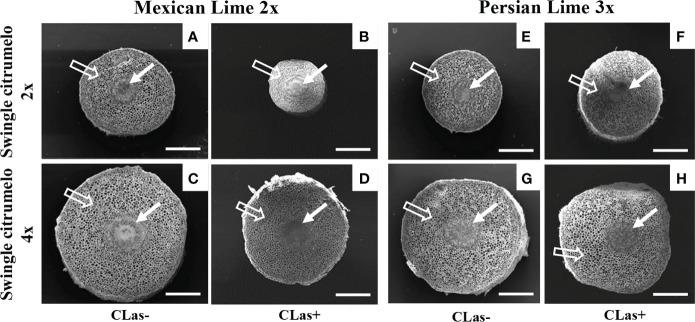 https://cdn.ncbi.nlm.nih.gov/pmc/blobs/5be2/9669798/e9ac172b051d/fpls-13-1030862-g002.jpg