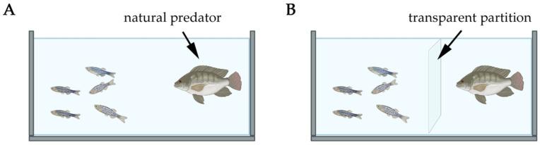 https://cdn.ncbi.nlm.nih.gov/pmc/blobs/5be4/12383927/c111d1868e1d/biology-14-00939-g005.jpg