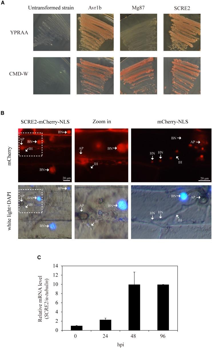 https://cdn.ncbi.nlm.nih.gov/pmc/blobs/5be5/6492501/8e17078c66c7/fmicb-10-00845-g001.jpg