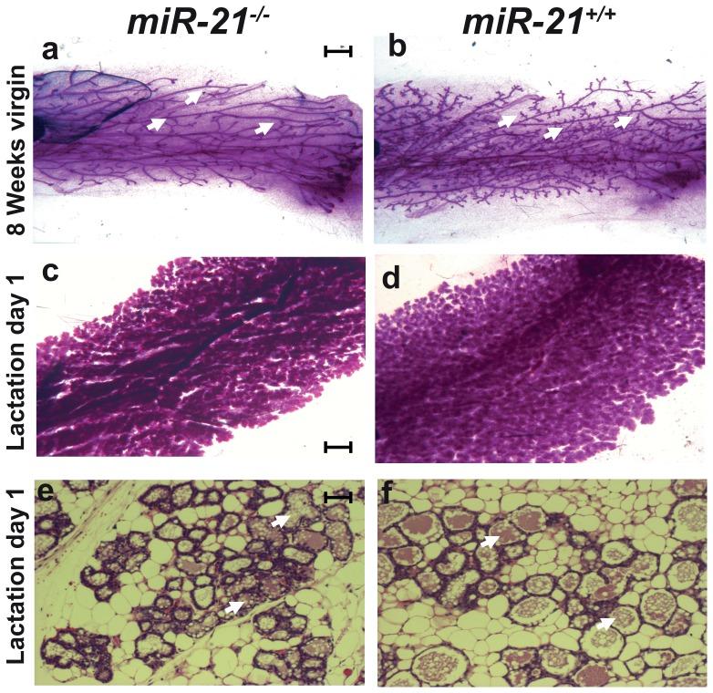 https://cdn.ncbi.nlm.nih.gov/pmc/blobs/5be9/3907398/30f9e8d0a5c0/pone.0085123.g004.jpg