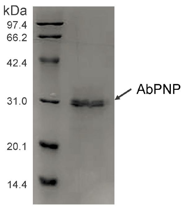 https://cdn.ncbi.nlm.nih.gov/pmc/blobs/5beb/12028538/1be774449501/jof-11-00268-g004.jpg