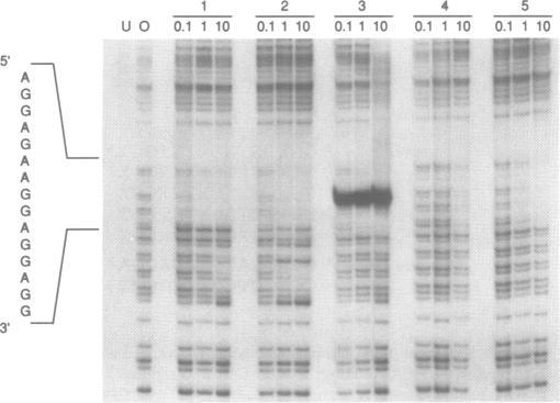 https://cdn.ncbi.nlm.nih.gov/pmc/blobs/5bef/309110/27102637612e/nar00051-0153-b.jpg