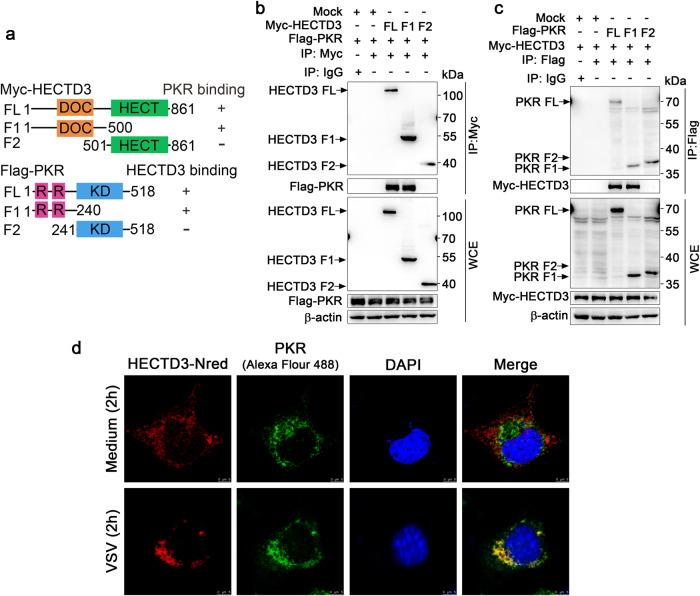https://cdn.ncbi.nlm.nih.gov/pmc/blobs/5bf2/10319860/e5ccaf9ac930/41419_2023_5923_Fig4_HTML.jpg